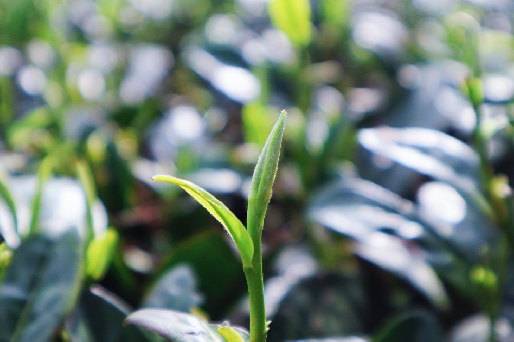 一杯蘭馨，三十載凝香——貴州山間的茶脈與風(fēng)骨
